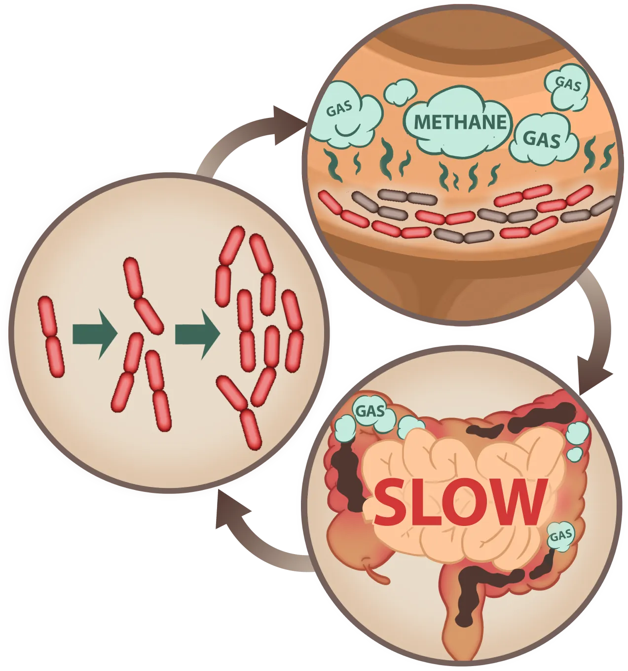 EmaRelief slows methane gas production for better digestion