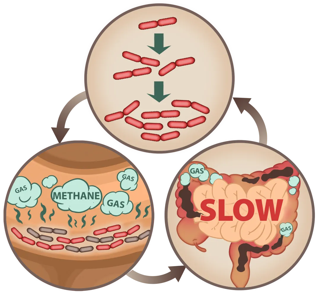 EmaRelief digestive process mobile illustration