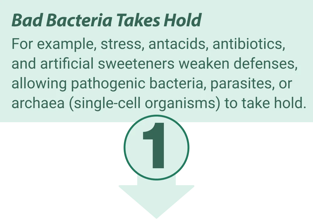 EmaRelief gut health benefits illustration