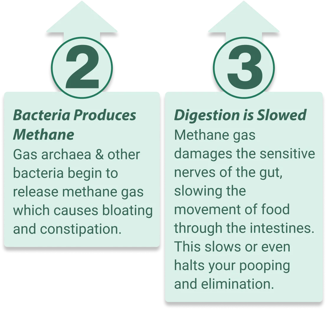 EmaRelief supports healthy gut microbiome balance
