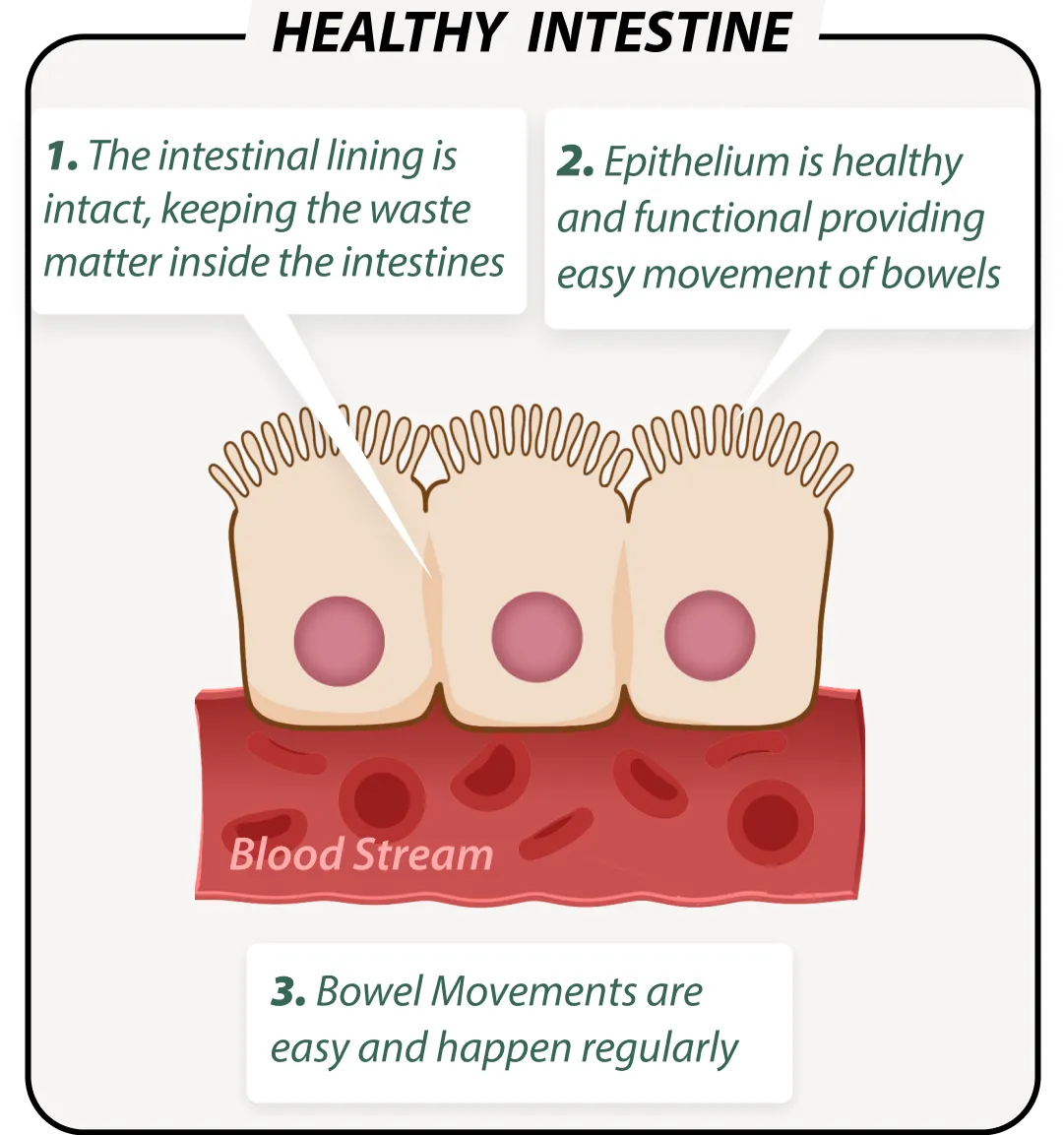 Healthy gut with EmaRelief – balanced microbiome illustration